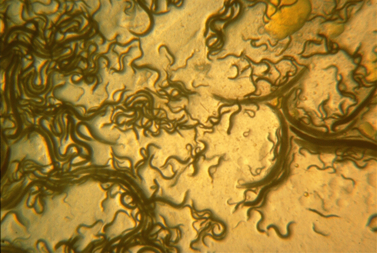 Dosiergerät AquaNemix von Birchmeier - Nematoden Heterorhabditis ausbringen