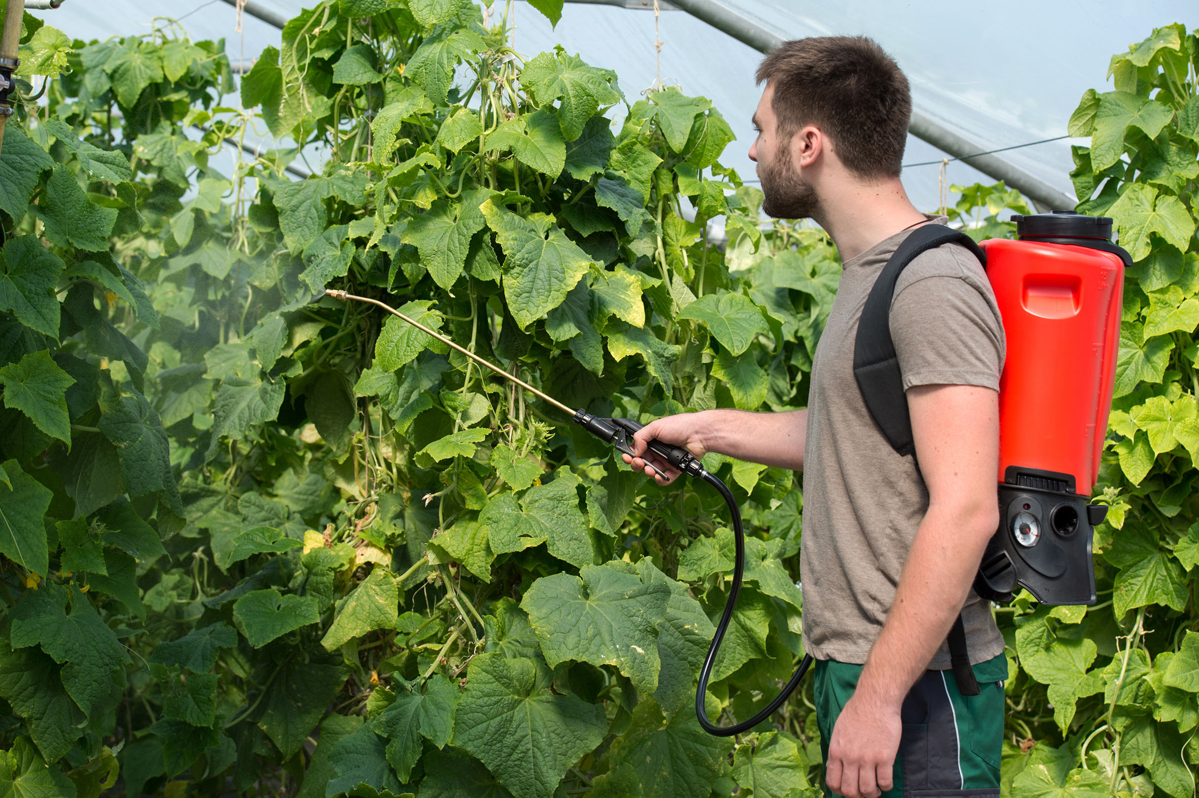 Akku-Rückensprühgerät REB 15 von Birchmeier zum Besprühen von Gemüsepflanzen im Gartenbau, Gewächshaus