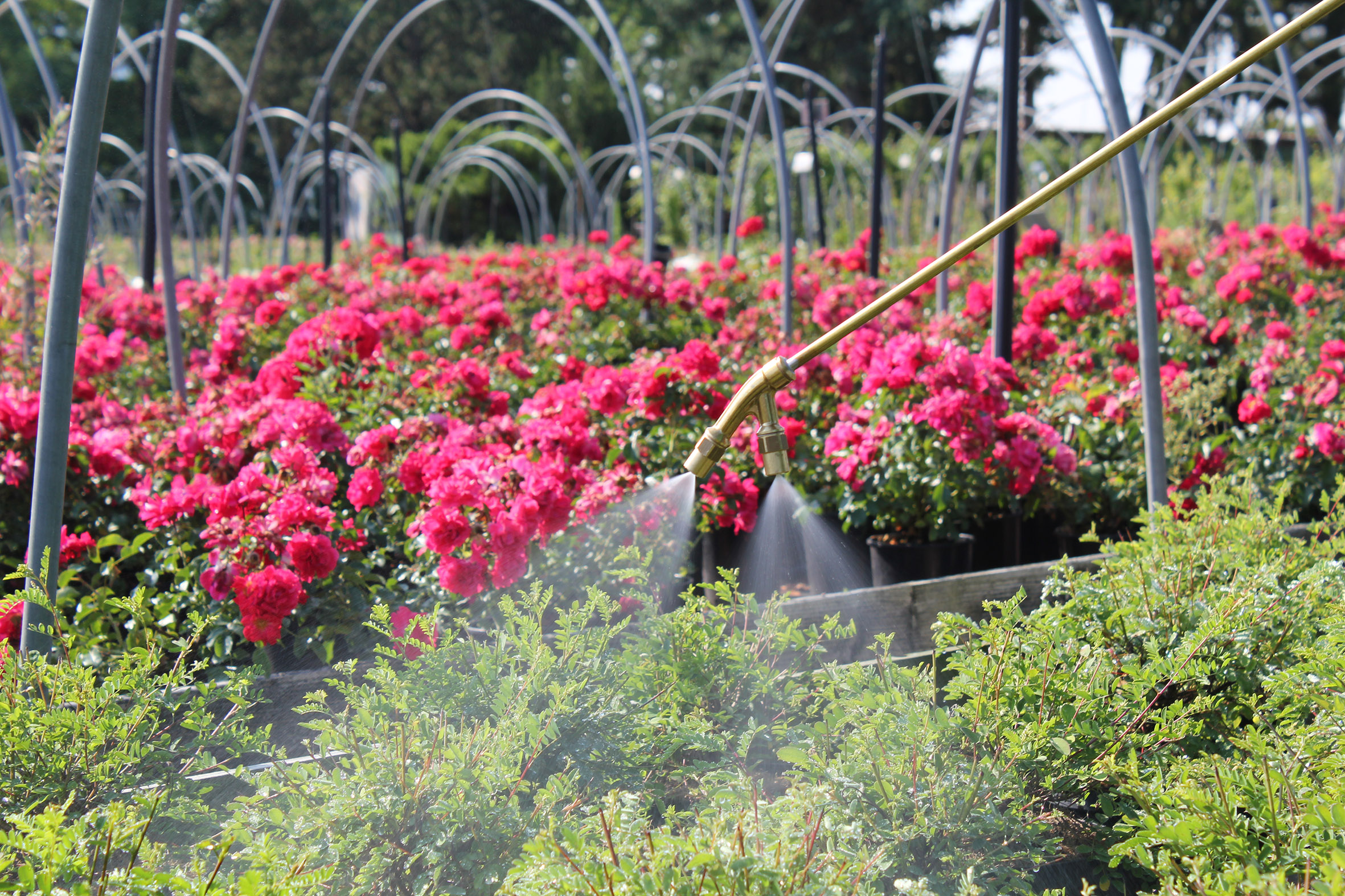 Akku-Rückensprühgerät REX 15 mit starkem Lithium-Ionen-Akku und stufenlosen Arbeitsdruck bis 10 bar